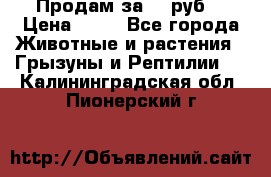 Продам за 50 руб. › Цена ­ 50 - Все города Животные и растения » Грызуны и Рептилии   . Калининградская обл.,Пионерский г.